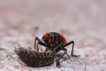 Mini Monster - 22.08.2010