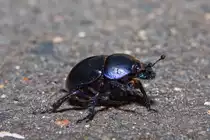 Waldmistk�fer l�uft �ber Asphalt - 24.09.2010