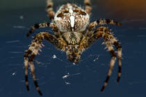 ,,Schau mir in die Augen Kleines  -  26.08.2011