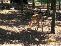 Reh in Erfurt am 20.07.2011
