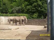 Elefanten in Erfurt am 20.07.2011