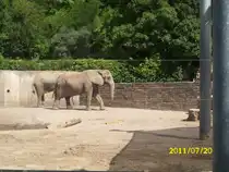 Elefanten in Erfurt am 20.07.2011
