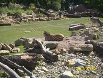 Zebras in Erfurt am 20.07.2011