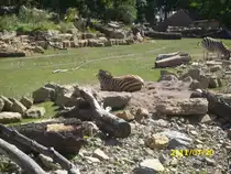 Zebras in Erfurt am 20.07.2011