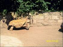 Schildkrte in Erfurt am 20.07.2011