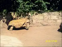 Schildkr�te in Erfurt am 20.07.2011