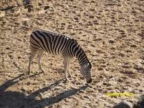 Zebra in Schwerin am 02.01.2008
