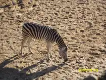 Zebra in Schwerin am 02.01.2008