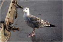 Diese Mwe sucht den Fischkai im Hafen von Scarborough nach Fressbarem ab. Vermutlich eine junge Silber- oder Heringsmwe. Wei jemand Genaueres? 18.12.2011