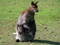 So richtig nett, ist´s doch nur im  Mama´s Beutelbett ;080504