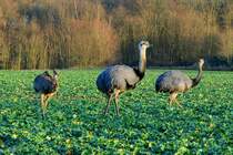 Ein Nandu-Hahn mit seinen Jungtieren auf einem Feld bei bei Schattin (NWM). Beachtenswert ist der dicke aufgeplusterte Hals zum Schutz vor der Klte; 24.12.2011