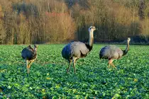 Ein Nandu-Hahn mit seinen Jungtieren auf einem Feld bei bei Schattin (NWM). Beachtenswert ist der dicke aufgeplusterte Hals zum Schutz vor der K�lte; 24.12.2011