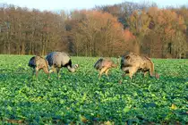 Sehr zum �rger der Nandugegner werden wohl viele Jungtiere den Winter 2011/2012 �berleben. Allein heute sahen wir 38 Jungtiere. Da wir �stlich von Ratzeburg noch zwei Kraniche beobachteten, bleibt es wohl auch ein milder Winter. Schattin (NWM) 24.12.2011