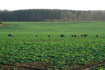 Weihnachten bei den Nandus. Das grte Geschenk fr sie ist wohl der milde Winter. Die Kken aus dem Sommer sind schon recht gewachsen und laufen vergngt ber die nahrungsreichen Felder in Nordwestmecklenburg. Bei unserer heutigen  Safari  beobachteten wir 43 Tiere. Davon 5 Alttiere und 38 Jungtiere. Im letzten Jahr zu diesem Zeitpunkt waren viele Jungtiere bereits verhungert. Kein Jungtier hat den harten Winter 2010/2011 berlebt. Schattin, 24.12.2011