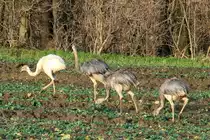 Diese jungen Nandus sind im Juni 2011 geschl�pft. Als Besonderheit war ein wei�es unter der Brut. Dank des milden Winters hat es bis jetzt �berlebt. Utecht (NWM), 29.12.2011