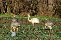 Das wei�e Nandu inmitten seiner grauen Geschwister; 29.12.2011