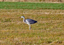Reiher auf einem Feld in der Eifel - 10.12.2011