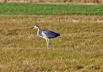 Reiher auf einem Feld in der Eifel - 10.12.2011