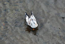 Mwe kurz nach der Landung auf der Ahr in Bad Neuenahr - 27.10.2011