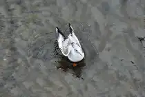 M�we kurz nach der Landung auf der Ahr in Bad Neuenahr - 27.10.2011