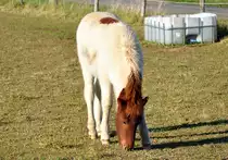 Fohlen auf einer Weide bei Eu-Wi�kirchen - 22.10.2011