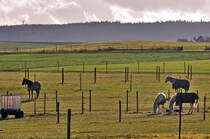 Pferde auf einer Weide in Eu-Kirchheim - 05.12.2011