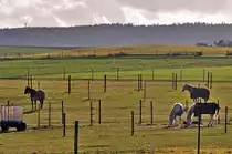 Pferde auf einer Weide in Eu-Kirchheim - 05.12.2011