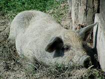 Wollschwein dst in der Ungarischen Pampa vor sich hin; 050901