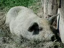Wollschwein d�st in der Ungarischen Pampa vor sich hin; 050901