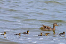 Eine kleine Entengeschichte und die Folgen einer Sommerromanze 2010.