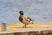 Eine kleine Entengeschichte und der Annherungsversuch 