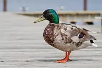 Eine kleine Erpelgeschichte und der Blickkontakt.