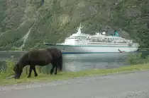 Am 25.06.2011 beobachtete ich dieses Pony am Rande des Geirangerfjords. Im Hintergrund die MS Albatros.