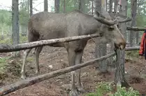 In M�rkret / Schweden am 15.06.2011 im gro�angelegten privaten Naturpark traf ich auf diesen Elchbullen.