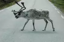 In den schwedischen W�ldern musste ich einen Zwangstopp auf der Stra�e wegen eines Rentiers einlegen. Habe sofort das Foto am 16.06.2011 gemacht.