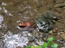 Moorfrosch(Rana arvalis) g�nnt sich in einem seichten Bachbett eine Abk�hlung ; 110815