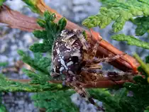 Gartenkreuzspinne(Araneus)beginnt mit der Netzgestaltung; 110925