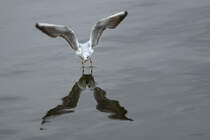  Bei der Wasserlandung - 22.11.2009
