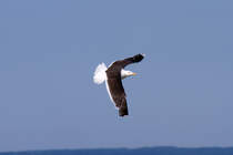 Angesetzt zur Landung - 03.08.2011