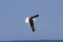 Angesetzt zur Landung - 03.08.2011