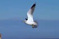 Im Anflug - 07.03.2011