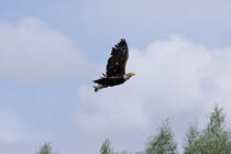 Show-Flug im Vogelpak Marlow - 29.07.2010
