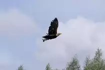 Show-Flug im Vogelpak Marlow - 29.07.2010
