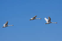 Im Vorbeiflug - 06.06.2010