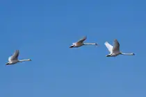 Im Vorbeiflug - 06.06.2010