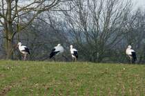 kein  Storchenwetter  bei Minusgraden in der Rheinebene, Jan.2012