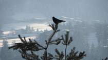 Dieser Rabe machte am 27.1.2012 bei Brixlegg auf einem Ast einer Fhre Rast.