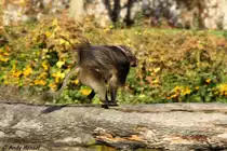  Na warte, Sch�tzchen.  (Dschelada)