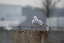 Eine M�we Steht Dumm rum in Kiel am 28.01.2012