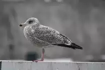 Eine M�we Wartet Auf Was Essbares in Kiel am 28.01.2012